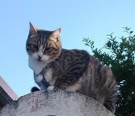 Ciccio