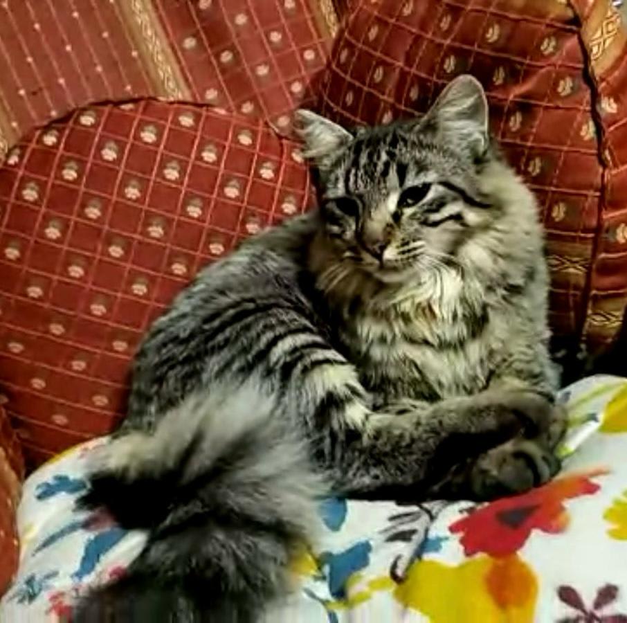 Mela