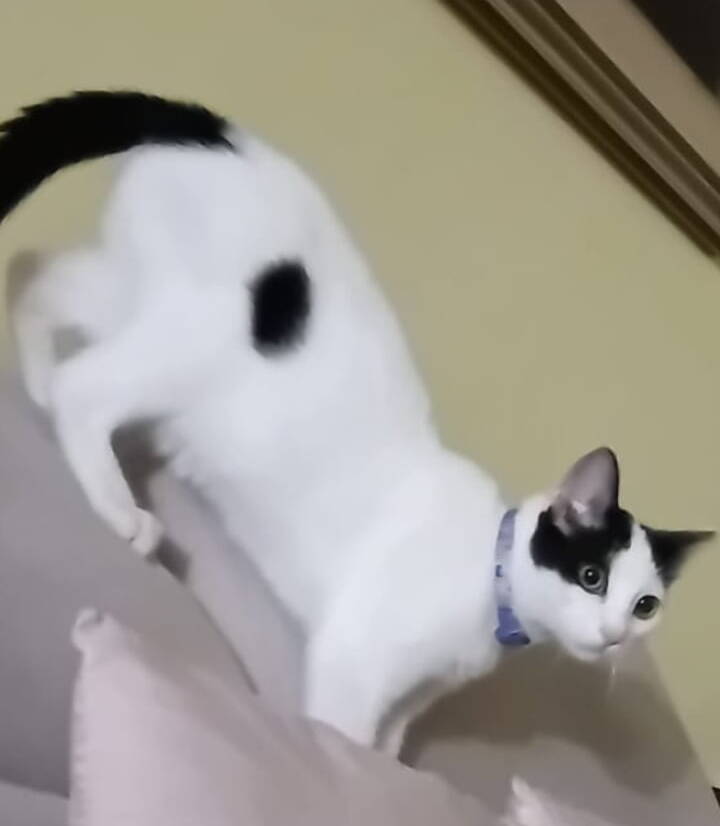Sofi