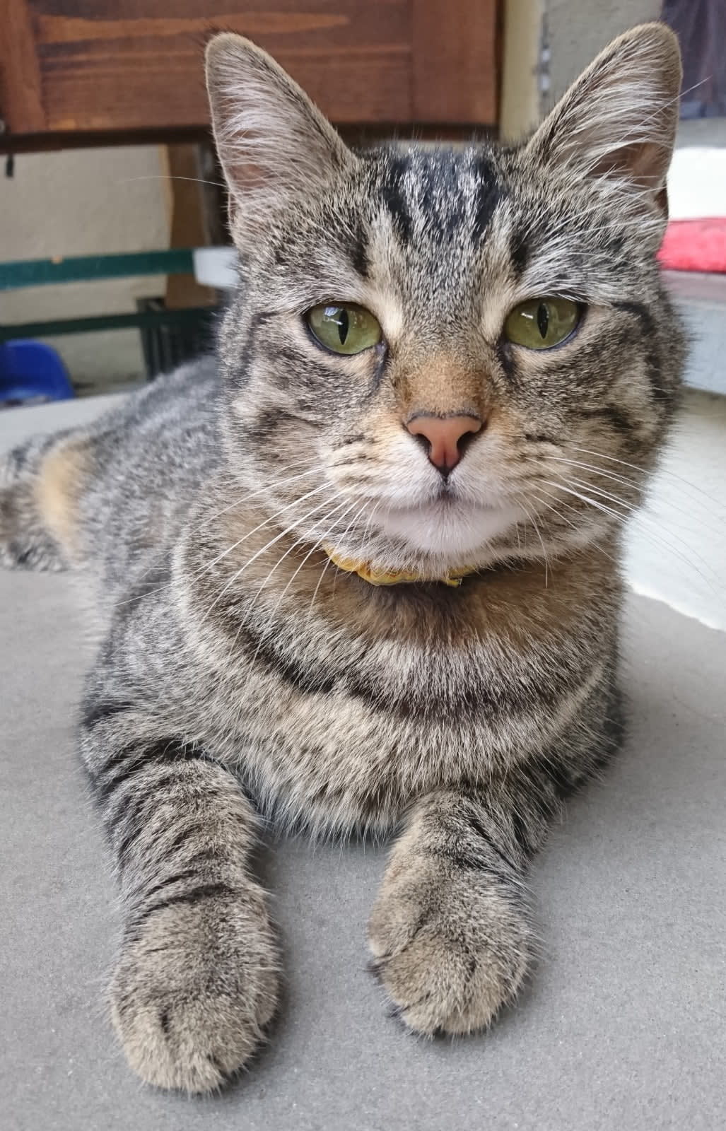 Tama