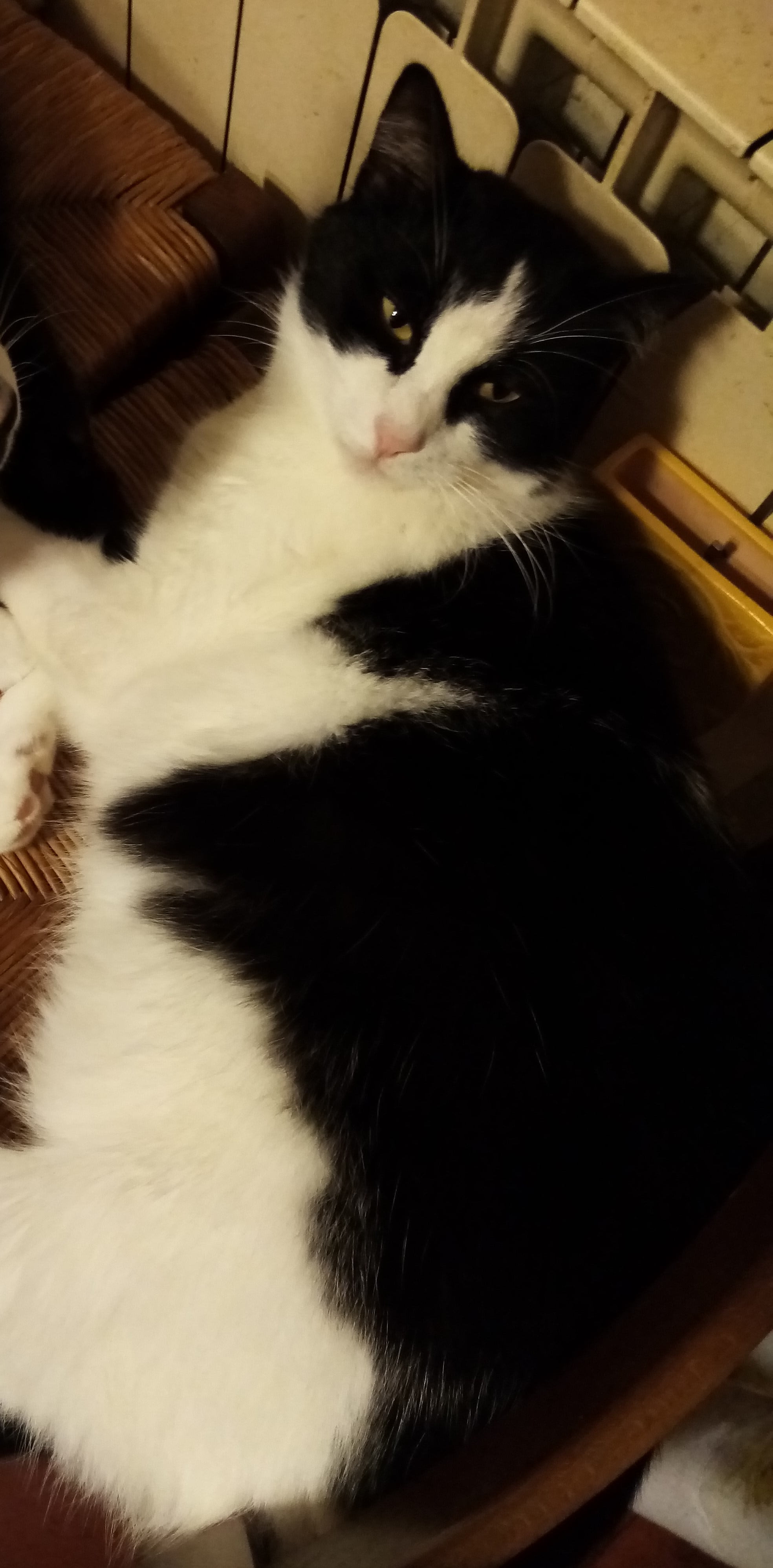 Chicco