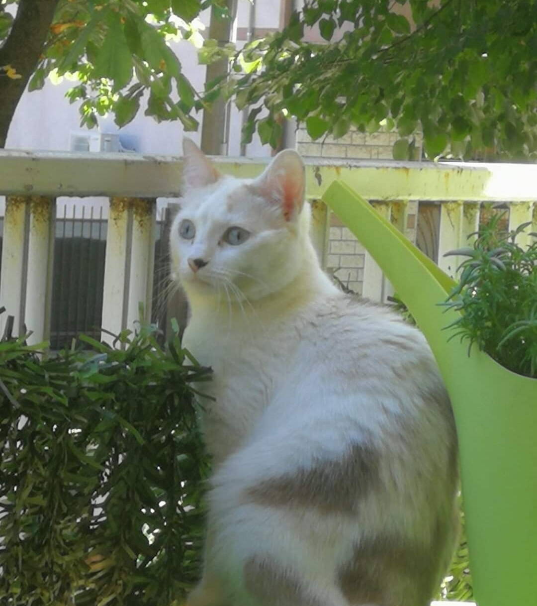 Anais