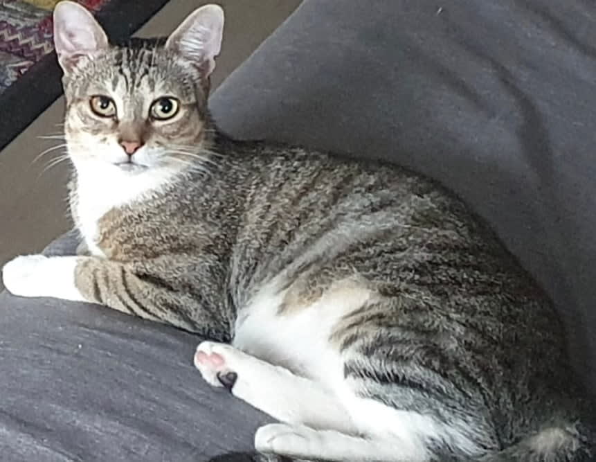 Telemaco