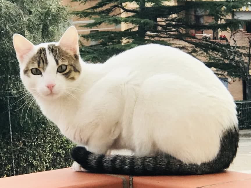 Leonzio