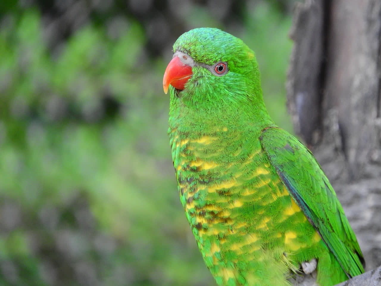 Pepita