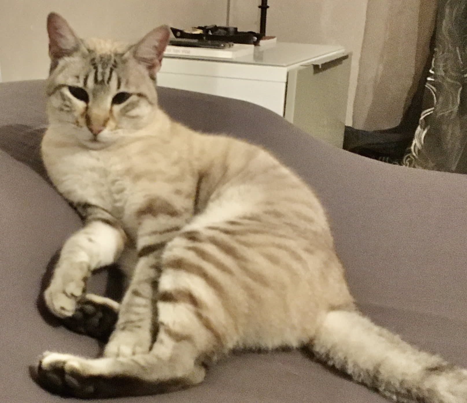 Phebe