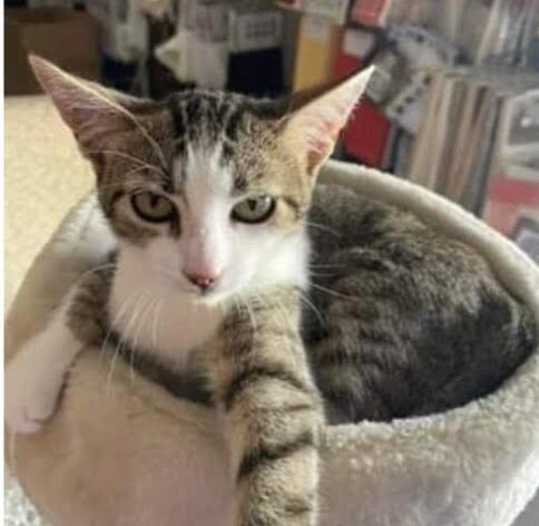 Milù