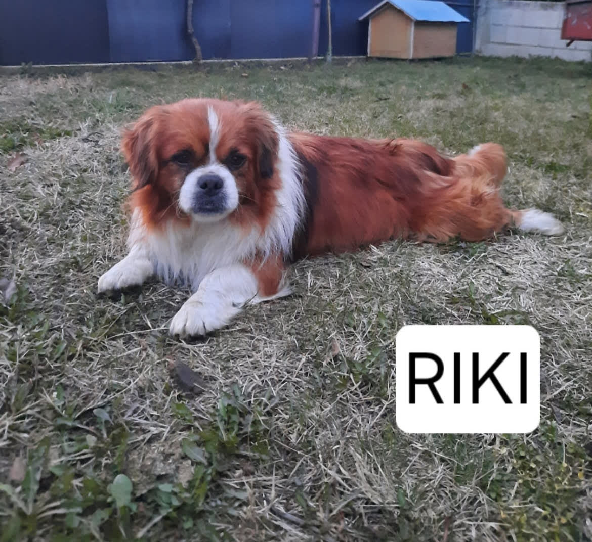 Riki