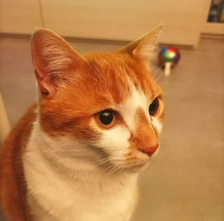Pilillo
