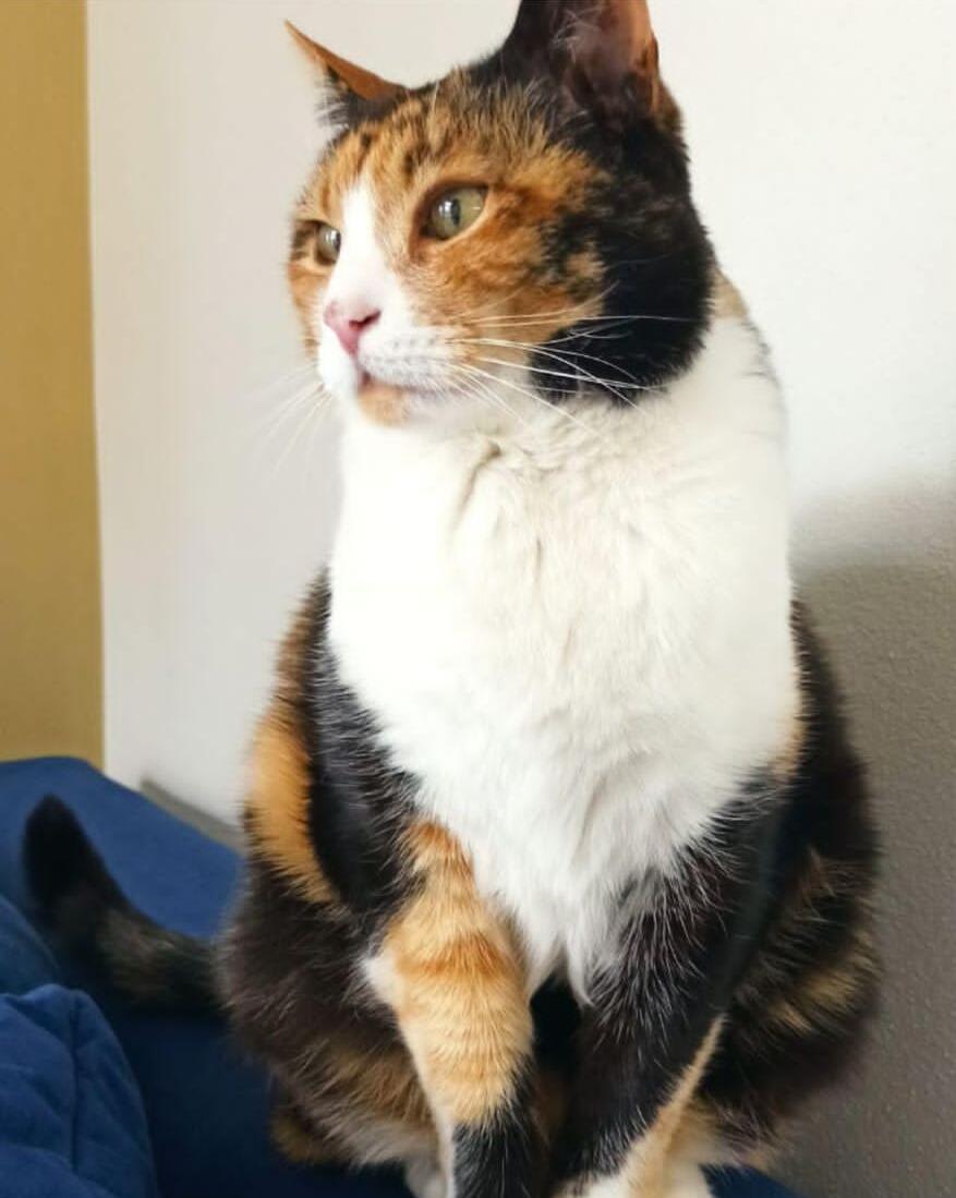 Sissi