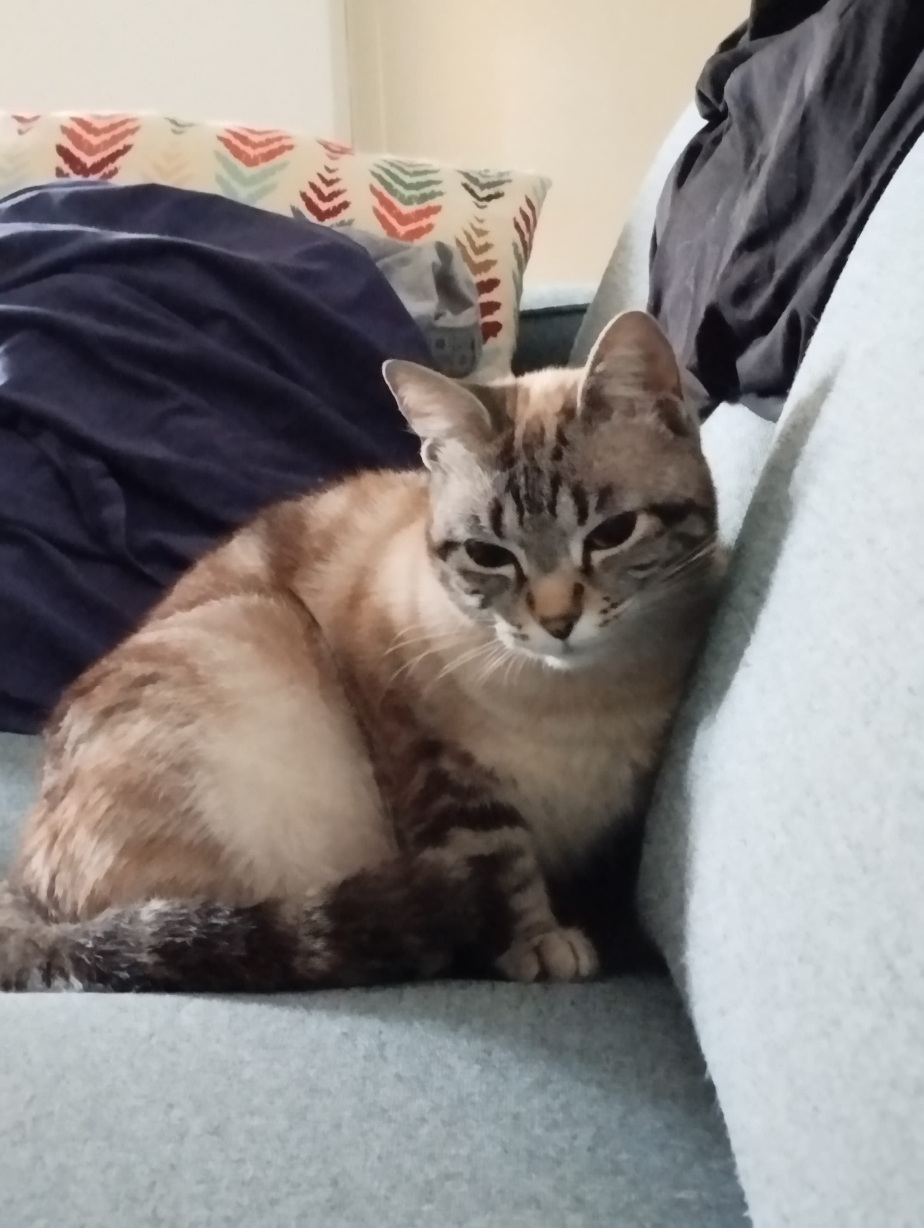 Maya