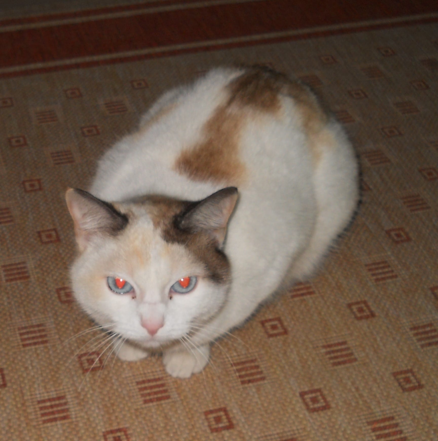 Azzurra