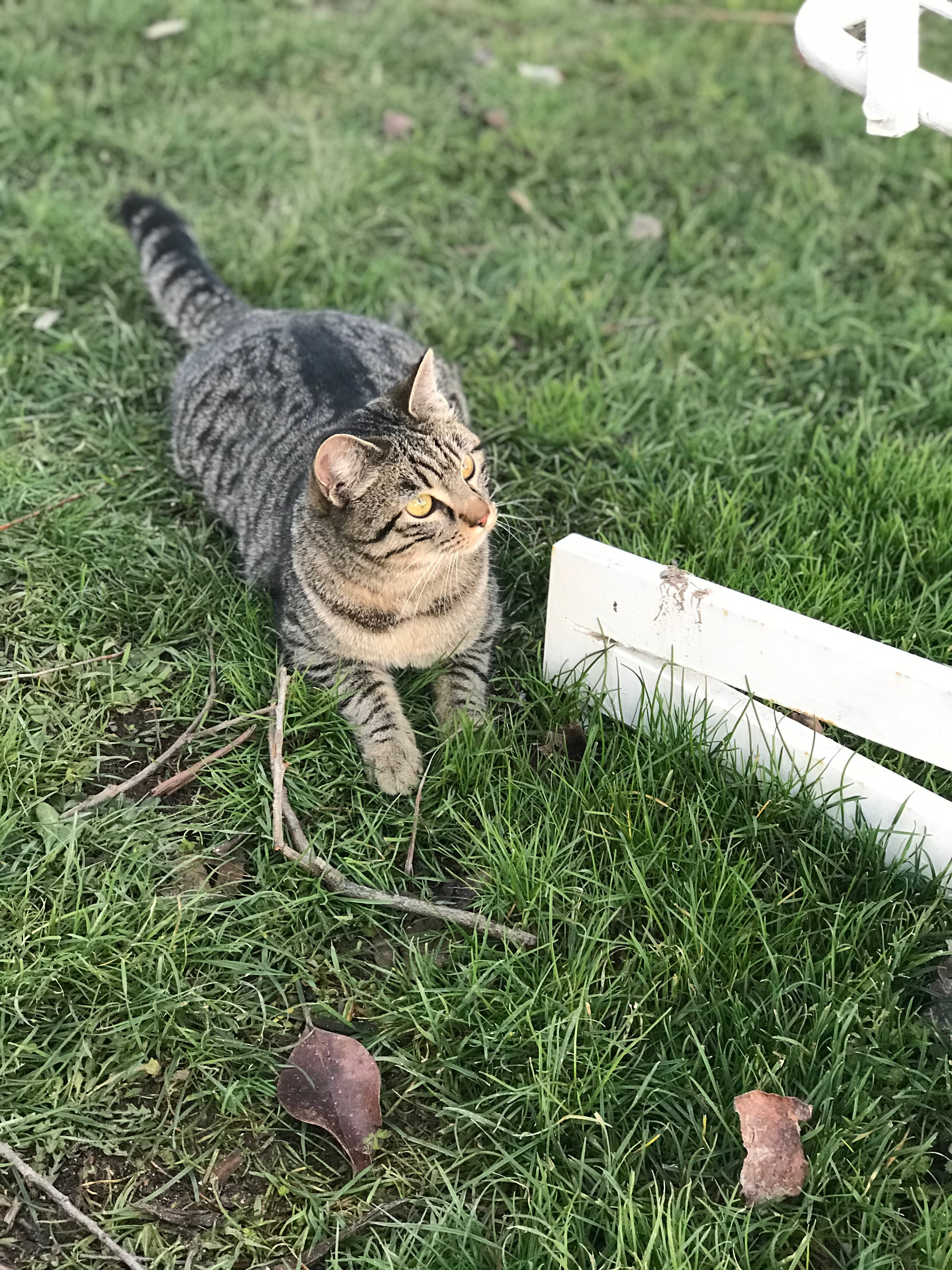 Rosie