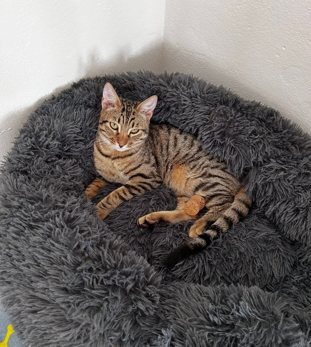 Moët
