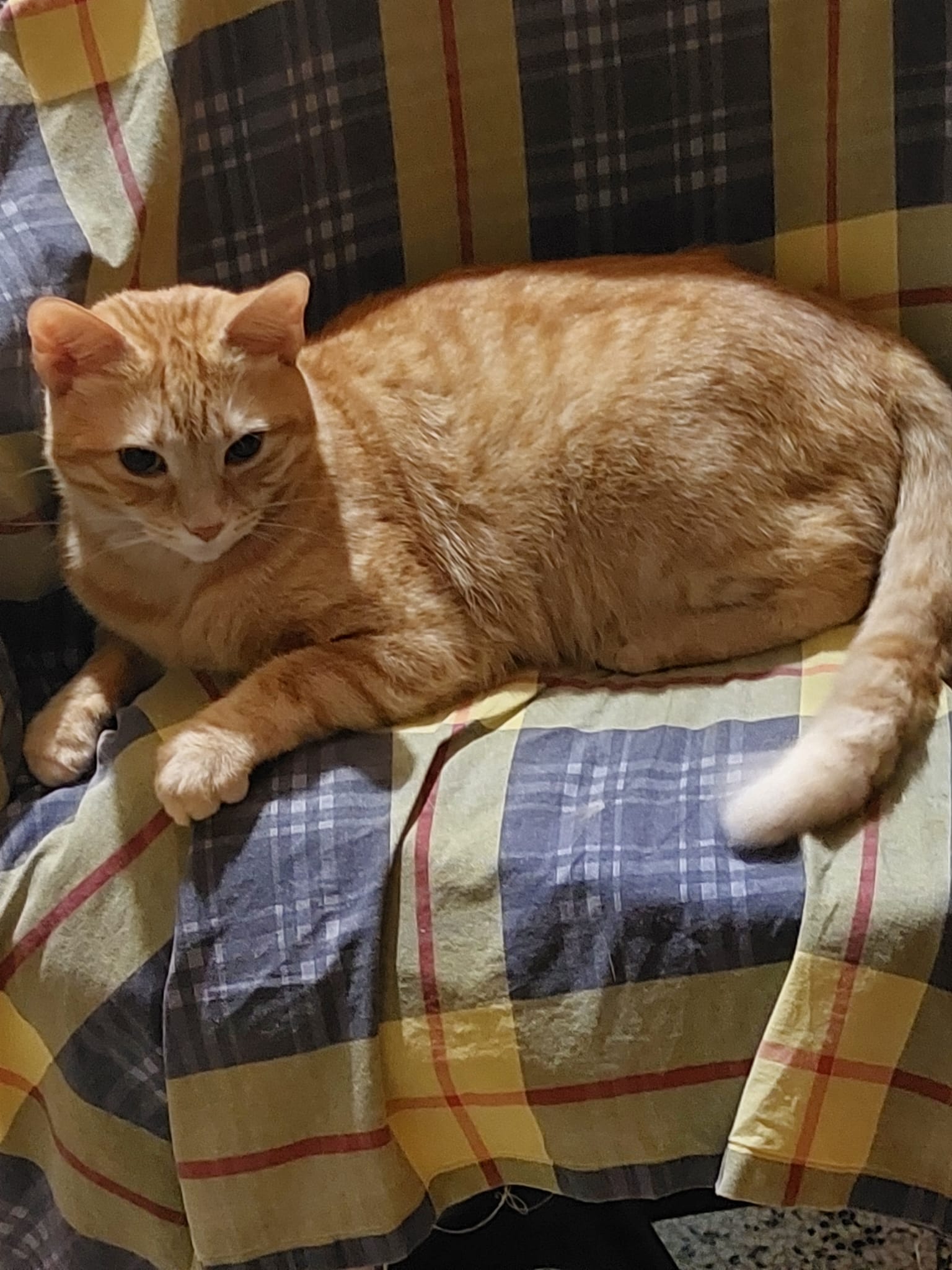 Simba