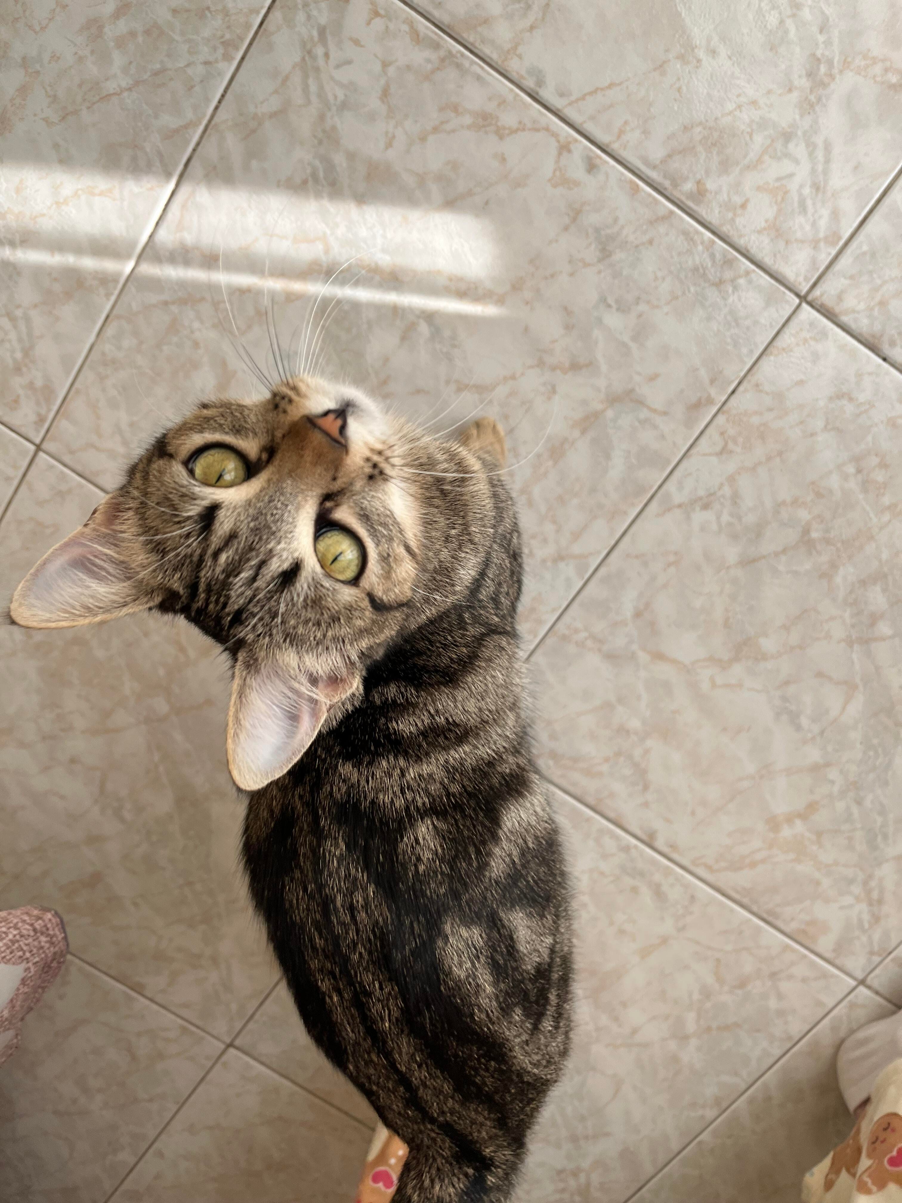Cleo