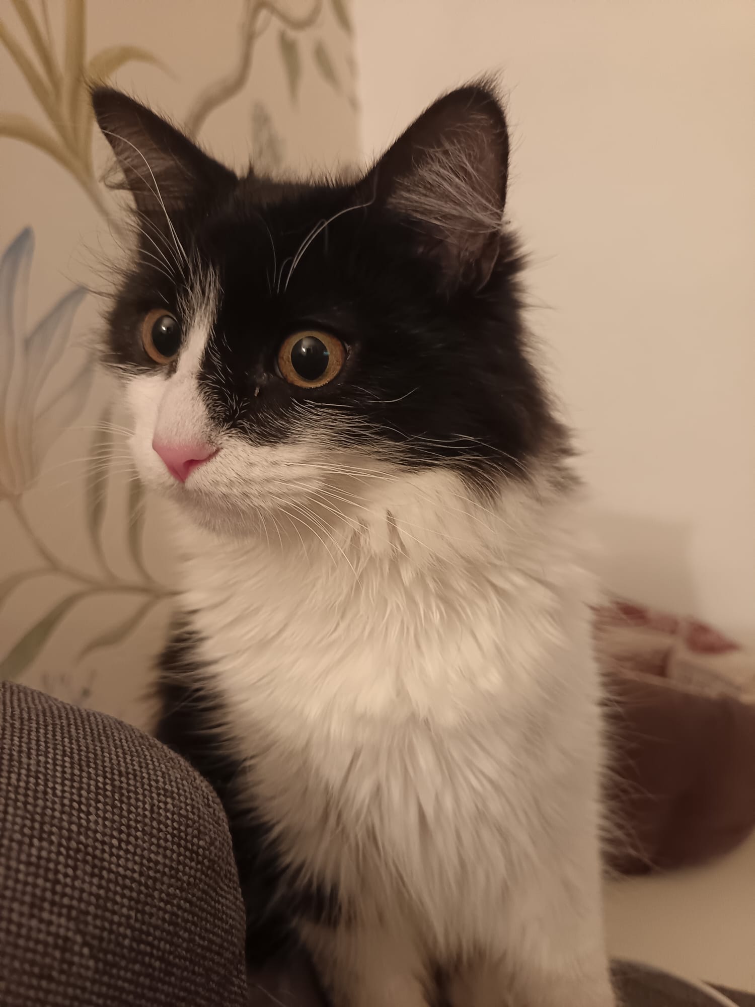 Milla