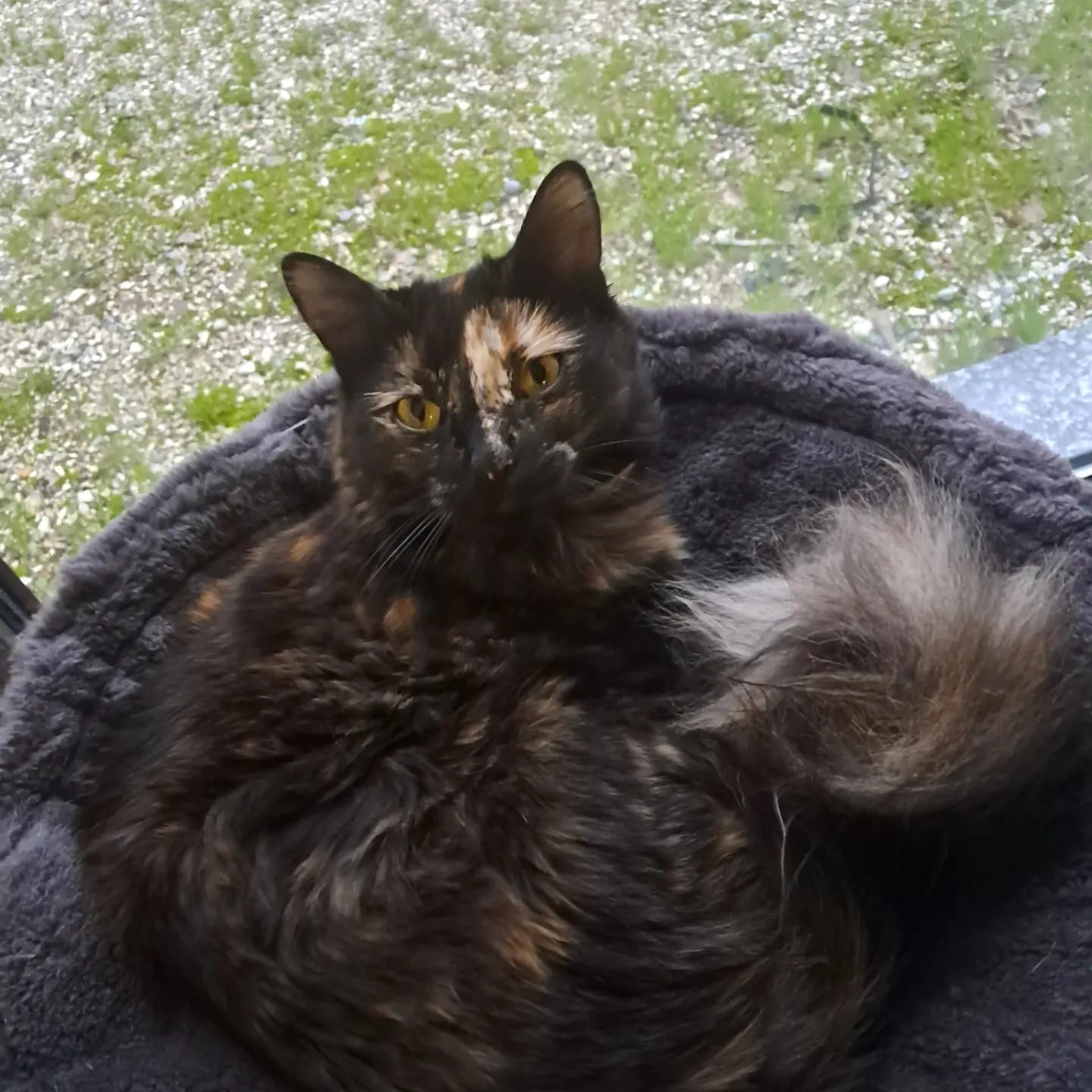Carlotta