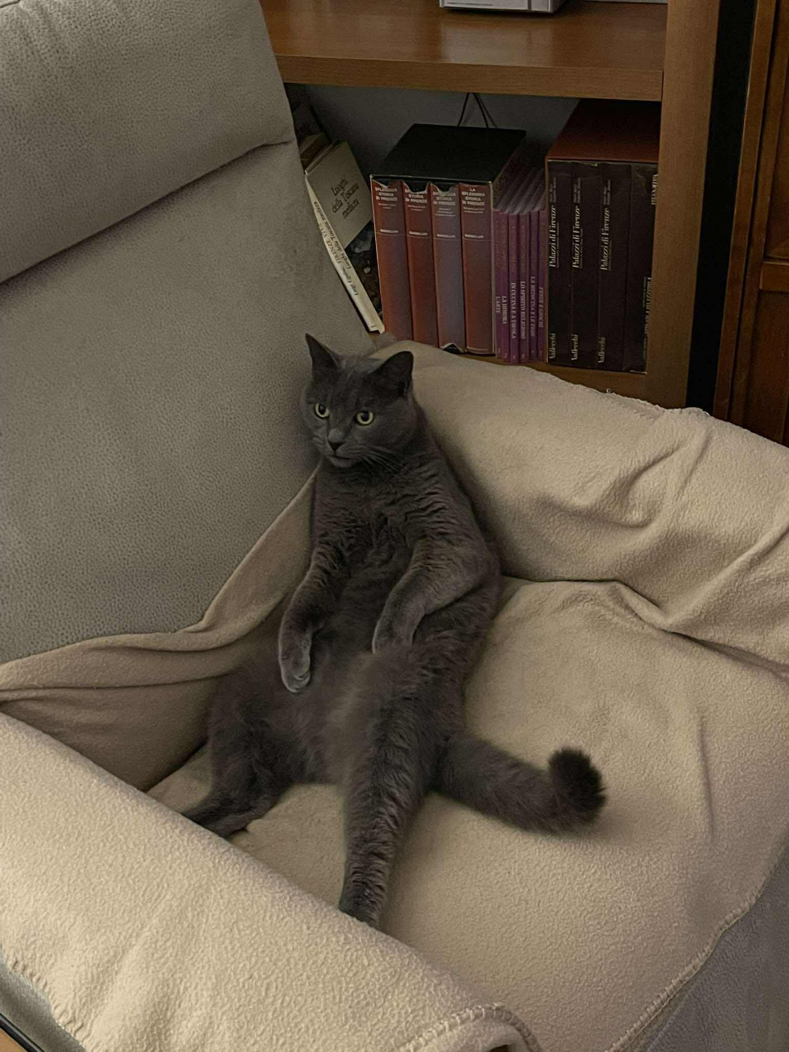 Robertino