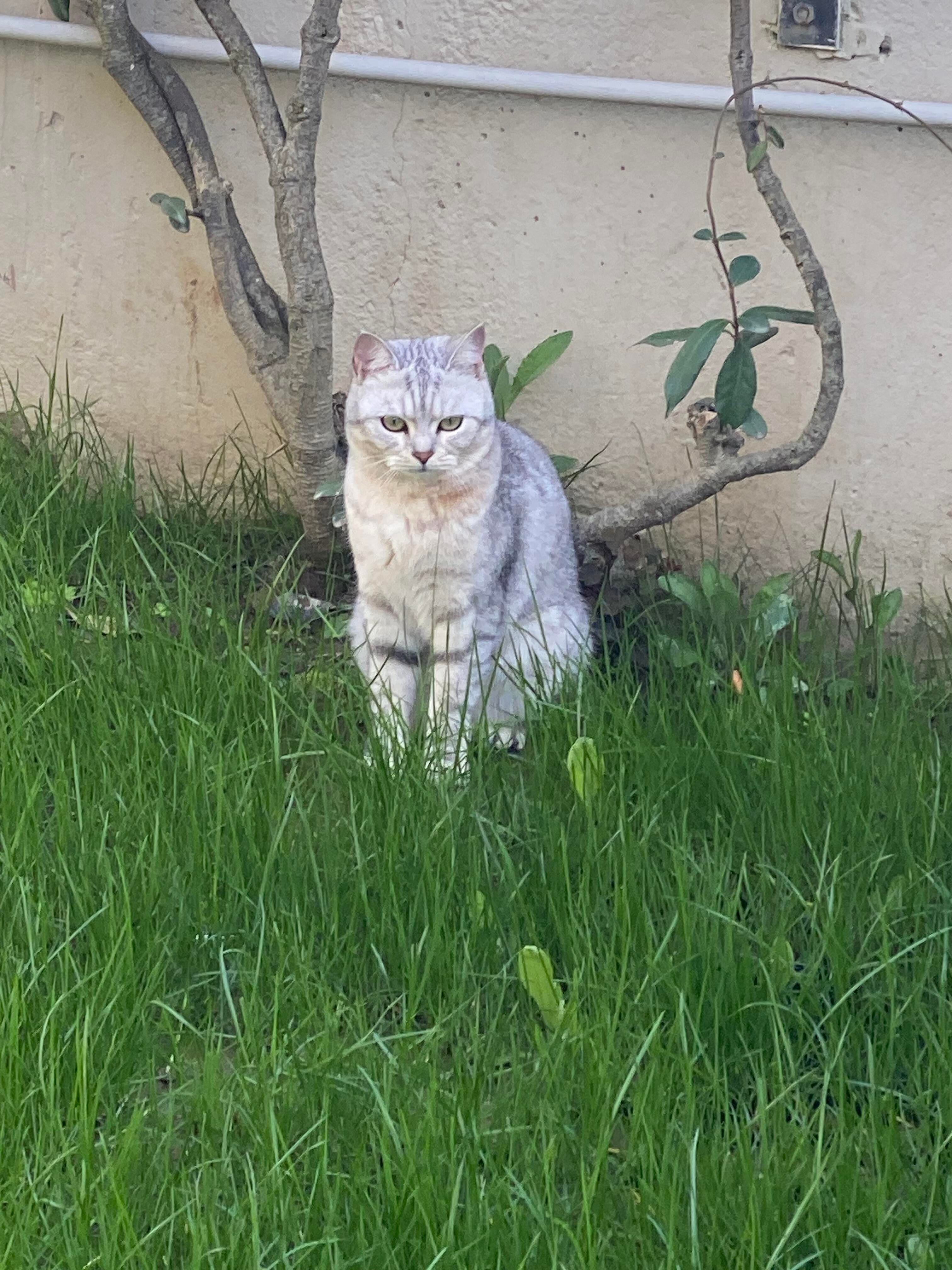 Miko