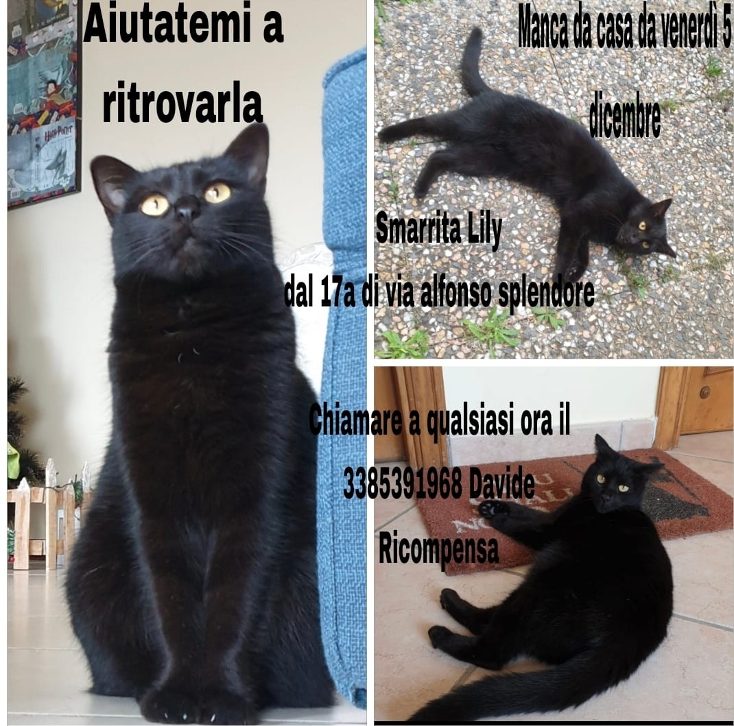 Lily