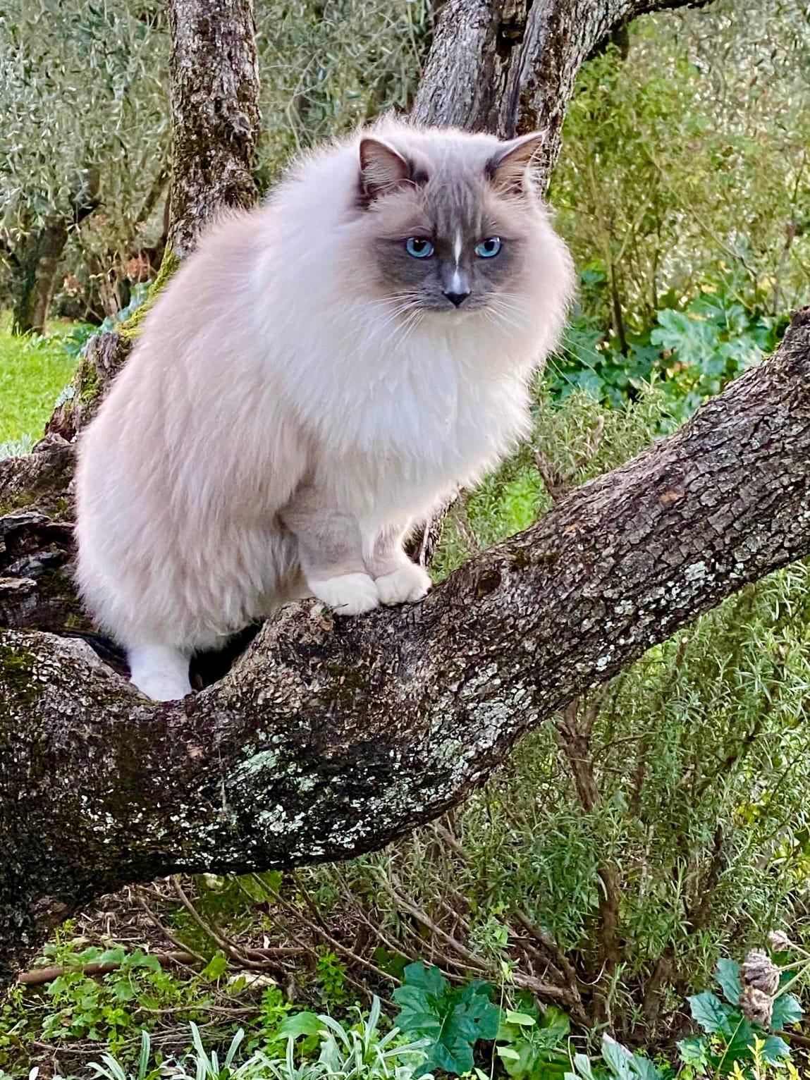 MiuMiu