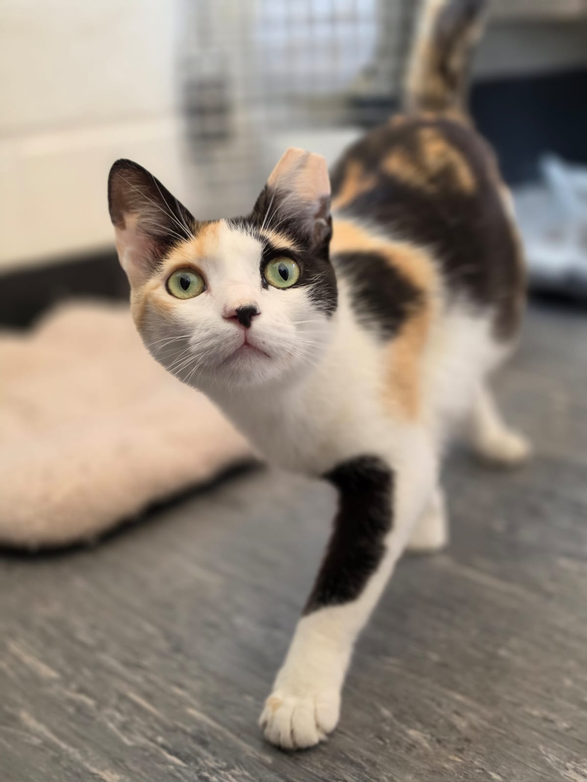Penny