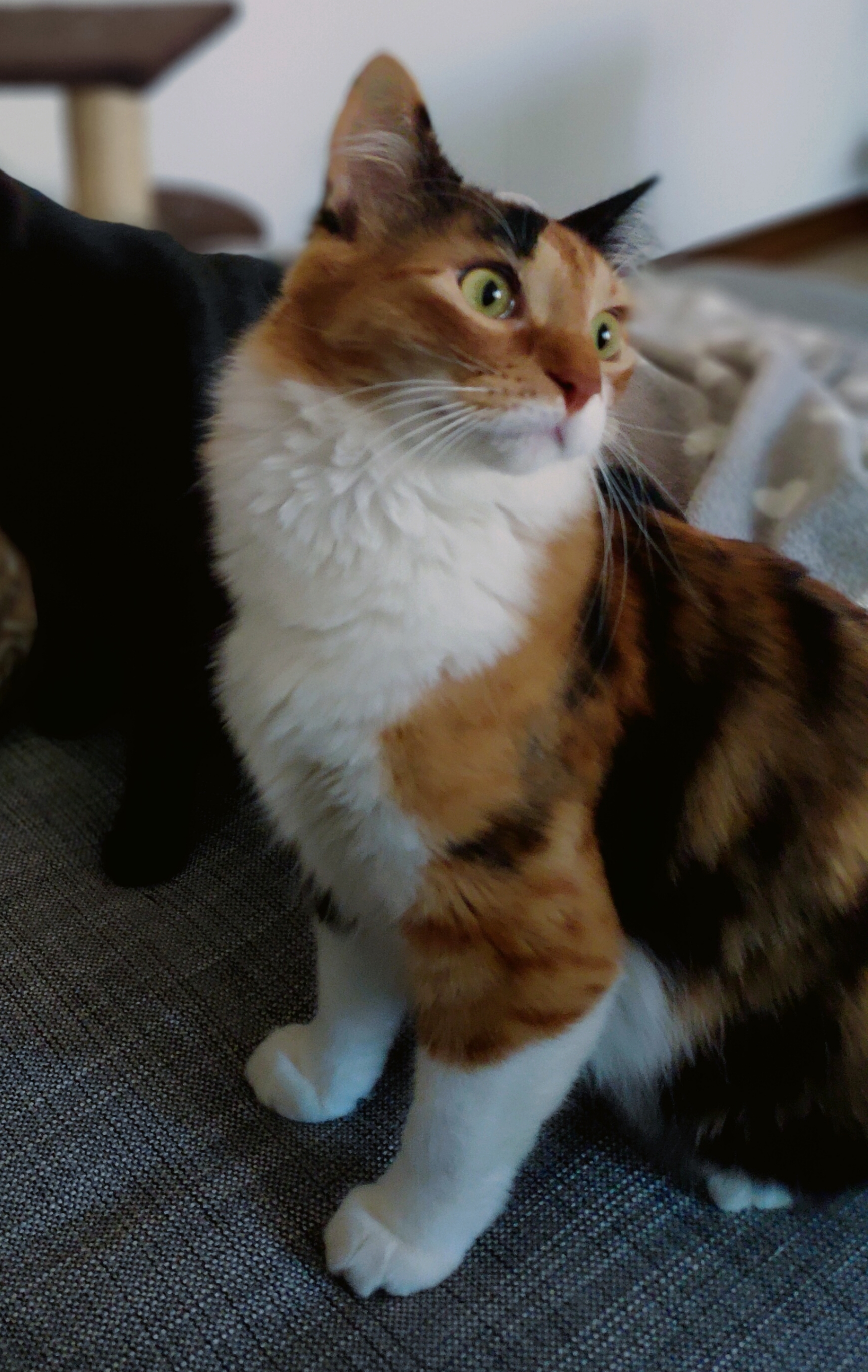 MAYA