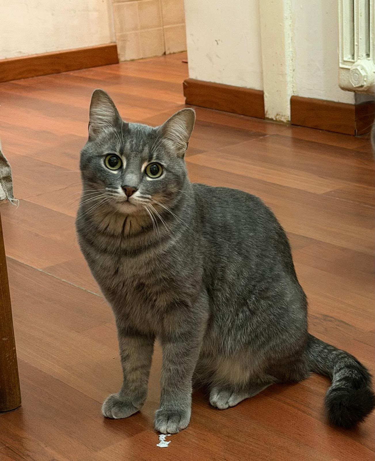 Tatina