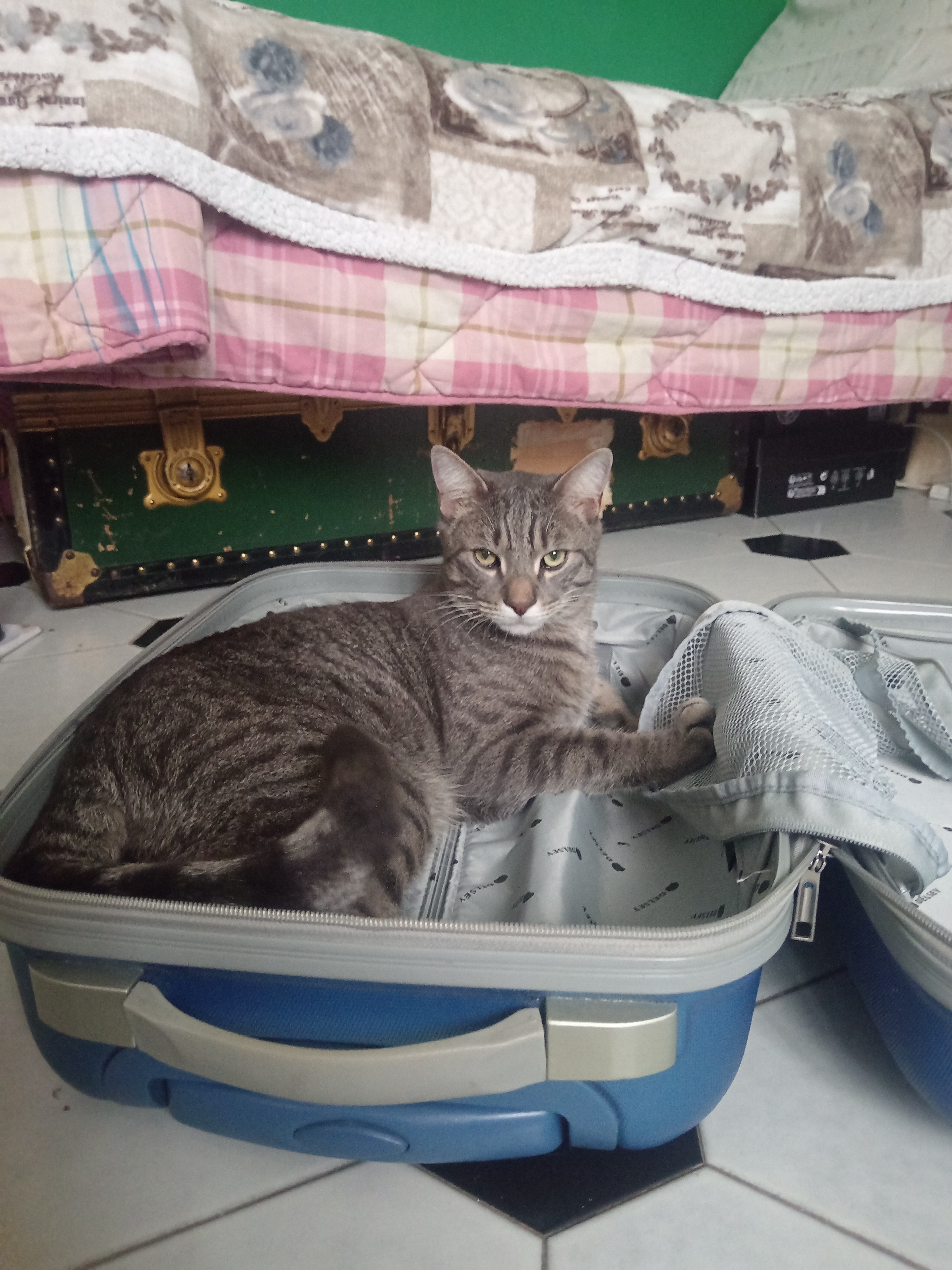 Whisky