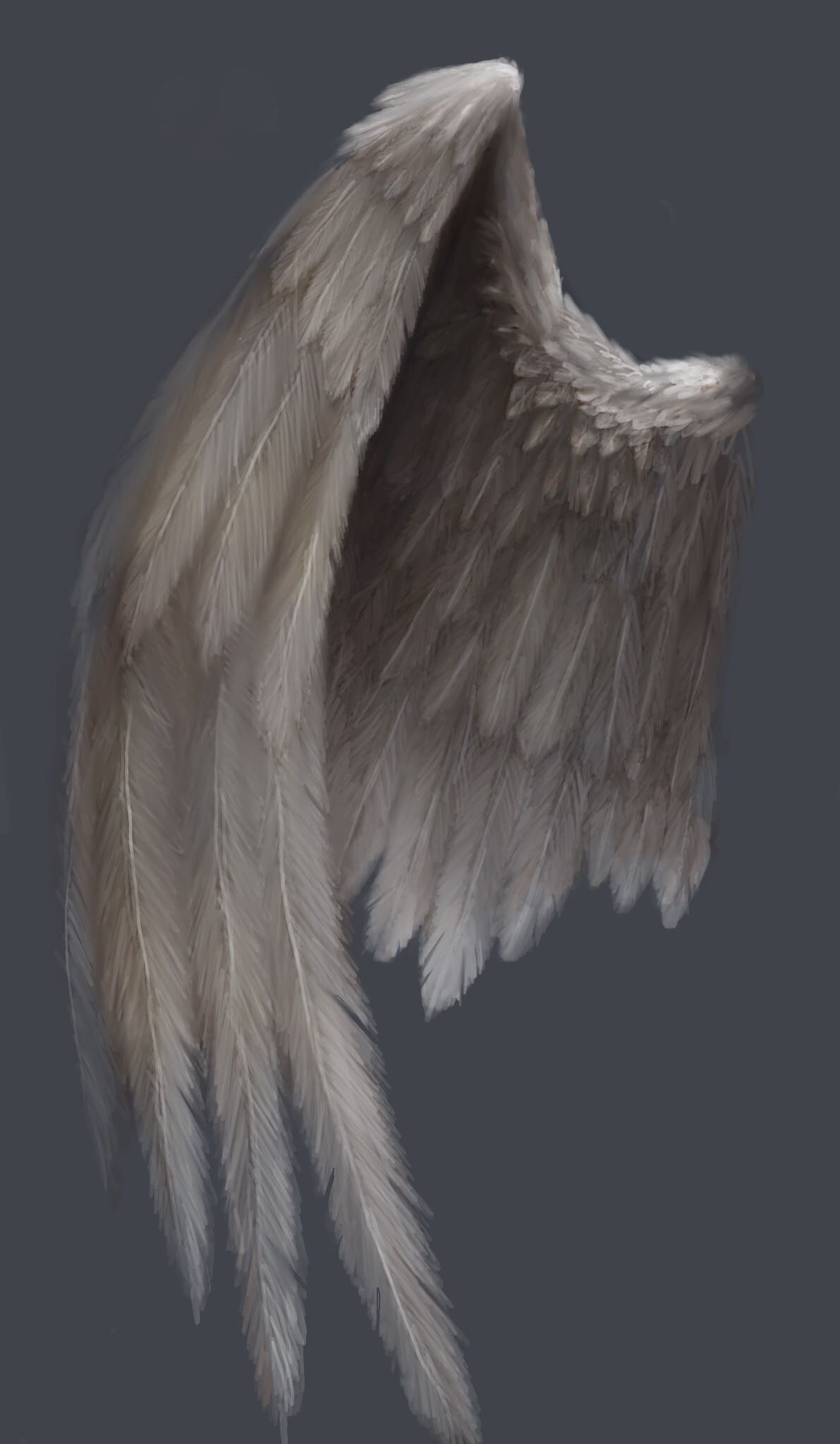 realistic angel wings side view