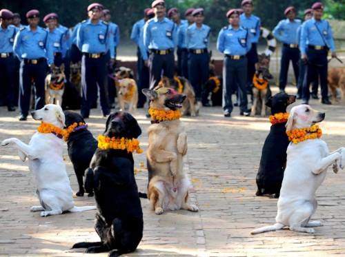 Kukur Tihar Dogs Worshipped