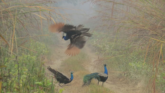 1st-Nature and wildlife Ramesh Kumar Poudel