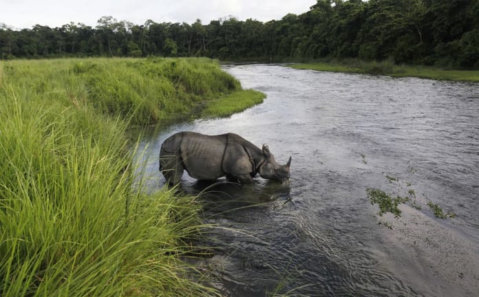 One horned rhino seen at Chitwan National Park Nepal