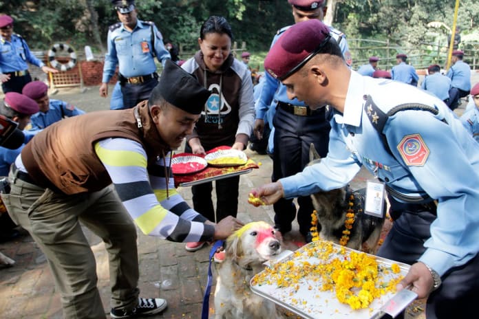 Police personnel worshipping dogs and offering them garland and tika on the occasion of #Kukur dog