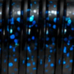 Black Blue