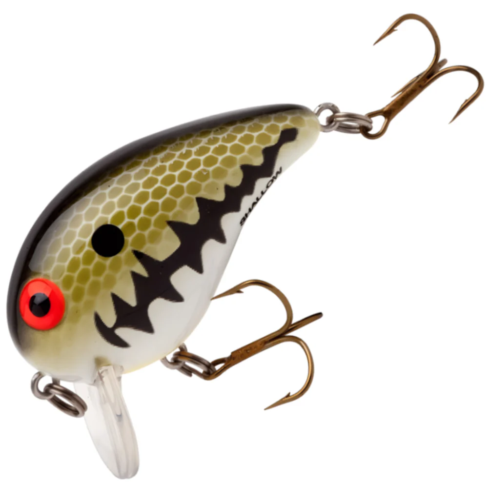 Baby Bass Orange Belly