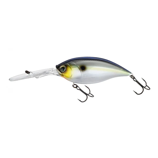 Sexy Shad