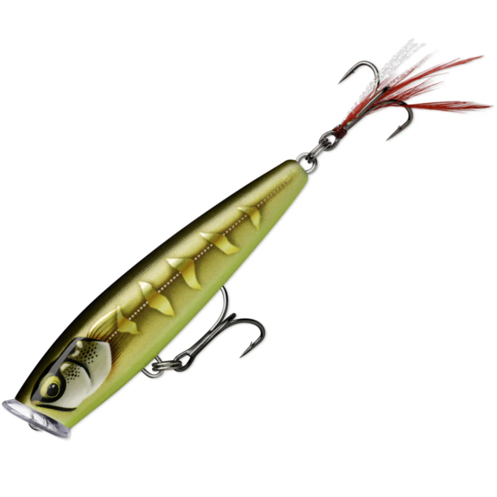  Gilded Striped Grey Shiner