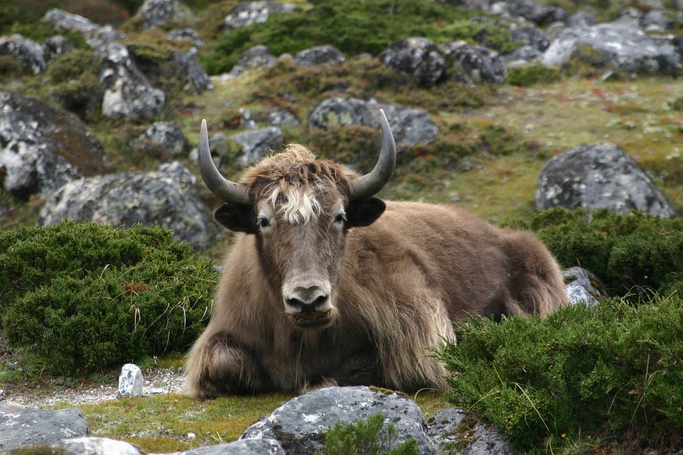 Yak in Himalayas
