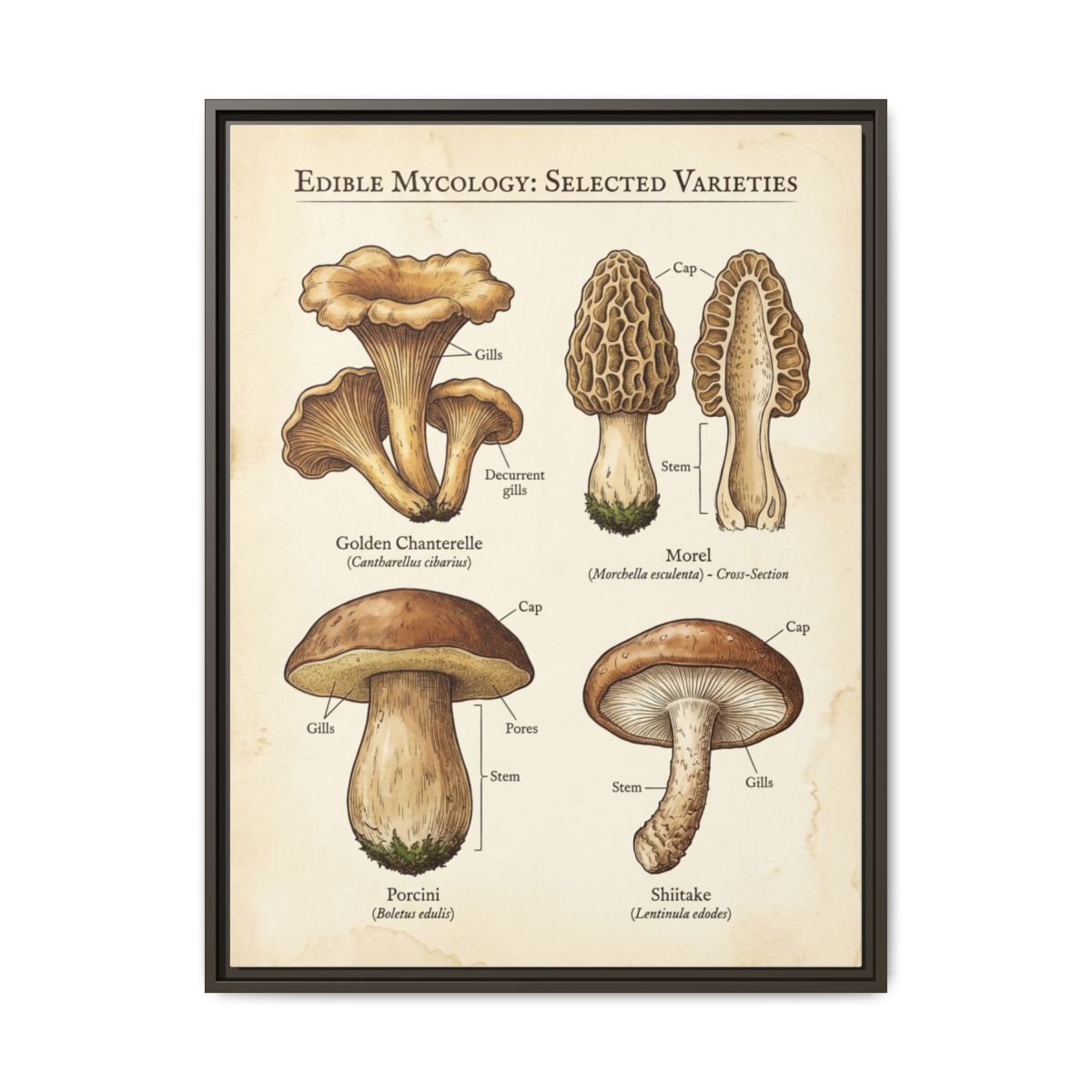 Mushroom Chart Canvas Wall Art | Scientific Botanical Kitchen Print | Farmhouse Dining Framed Decor — Thumbnail 3