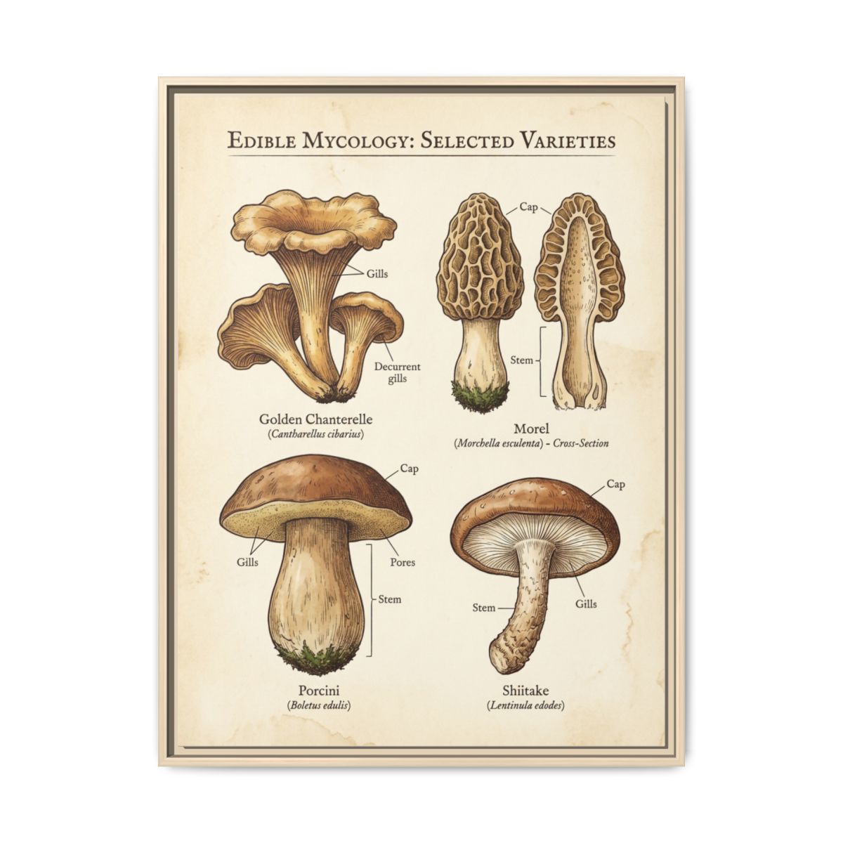 Mushroom Chart Canvas Wall Art | Scientific Botanical Kitchen Print | Farmhouse Dining Framed Decor — Thumbnail 5