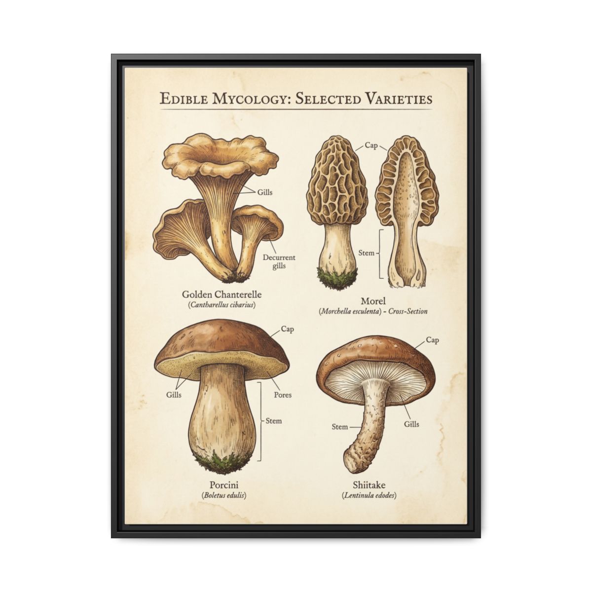 Mushroom Chart Canvas Wall Art | Scientific Botanical Kitchen Print | Farmhouse Dining Framed Decor — Thumbnail 2