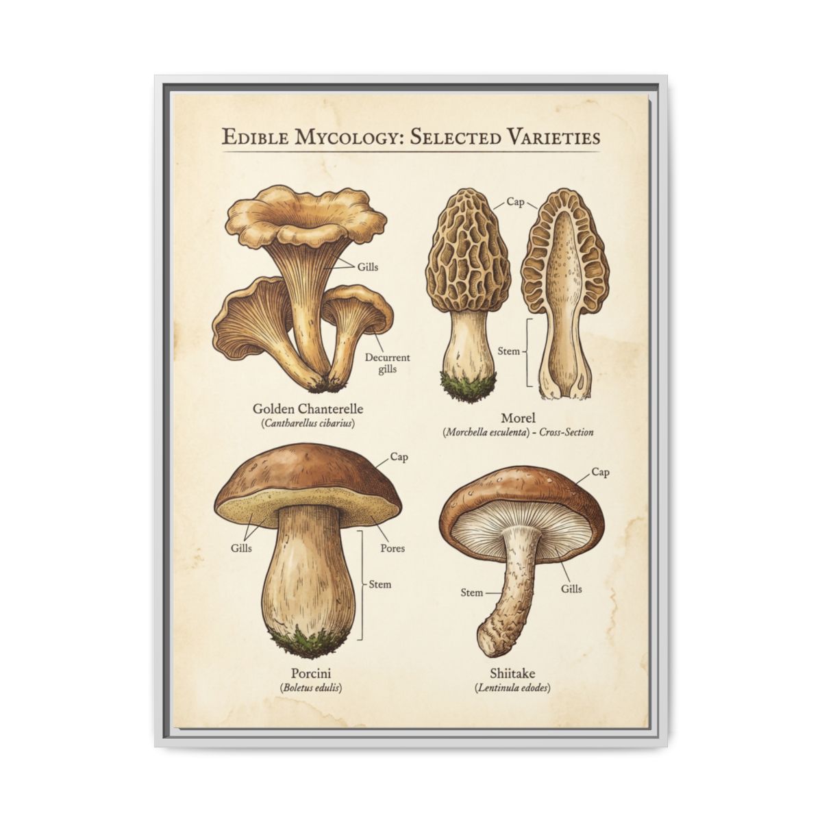 Mushroom Chart Canvas Wall Art | Scientific Botanical Kitchen Print | Farmhouse Dining Framed Decor — Thumbnail 4