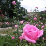 Rosarium