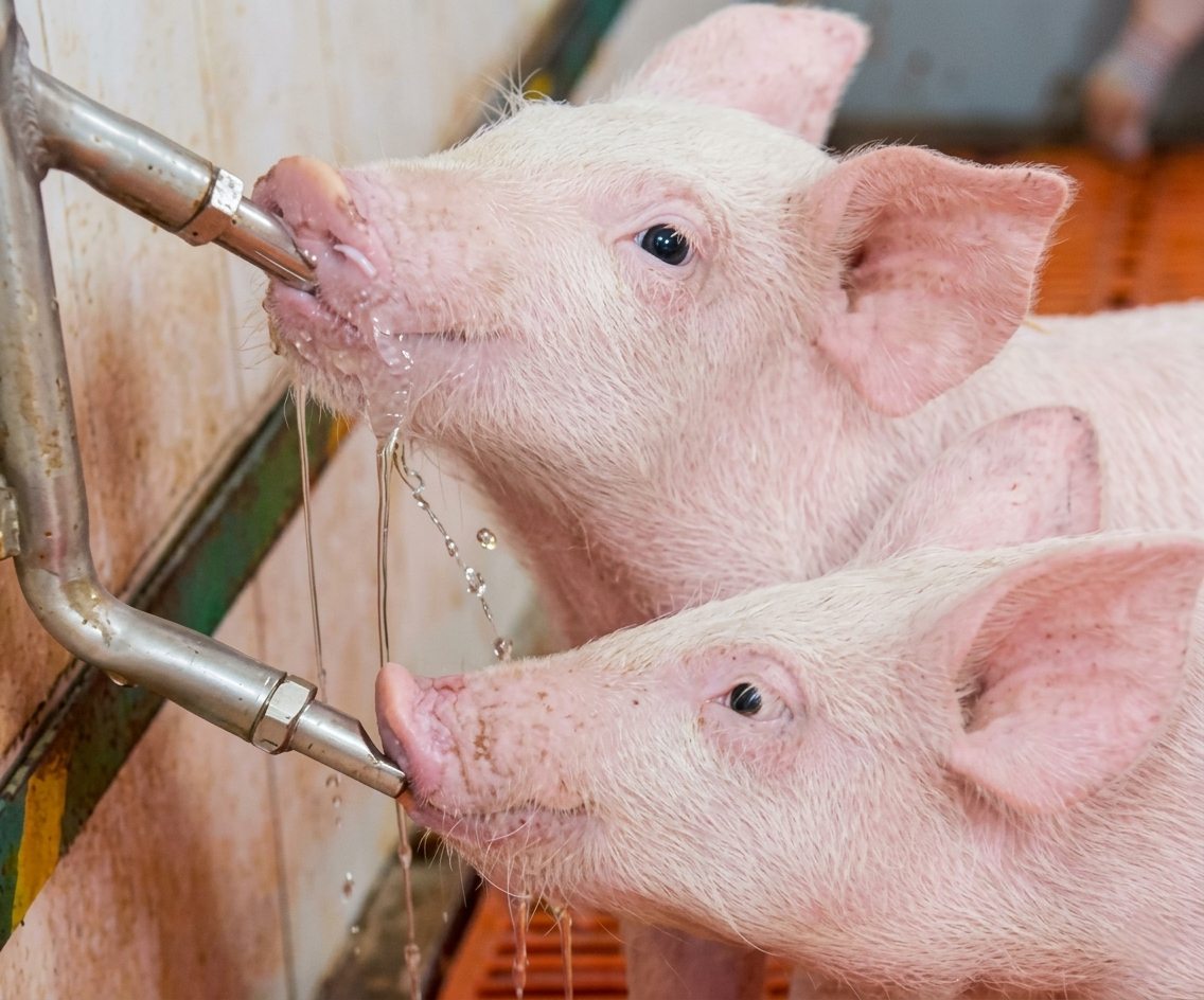 Pig Nipple Drinker