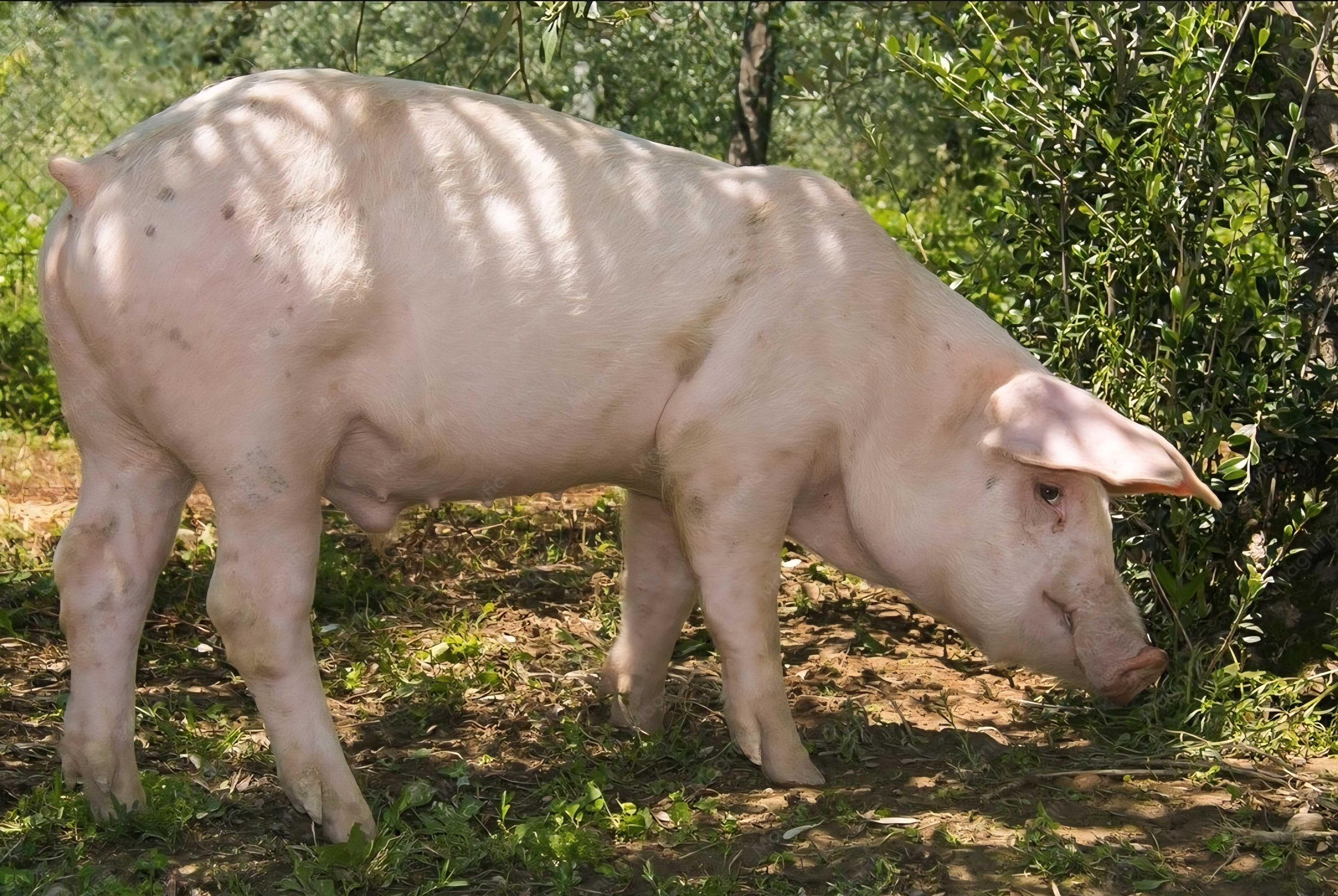 Pig Landrace (Boar)
