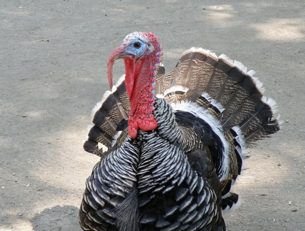 Foreign Turkey (Adult)