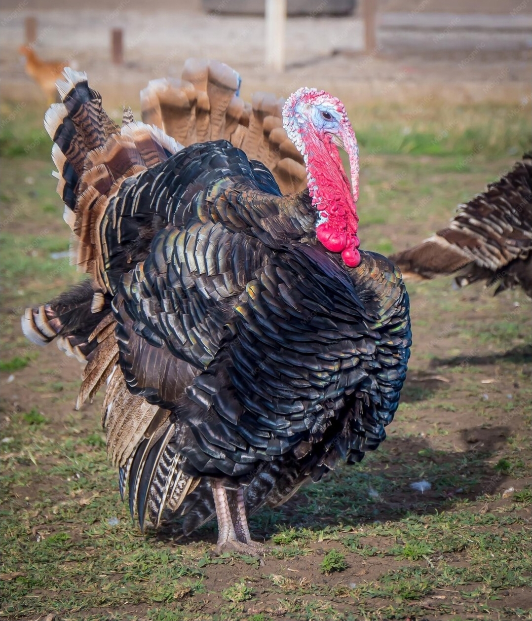 Foreign Turkey (Adult) 2