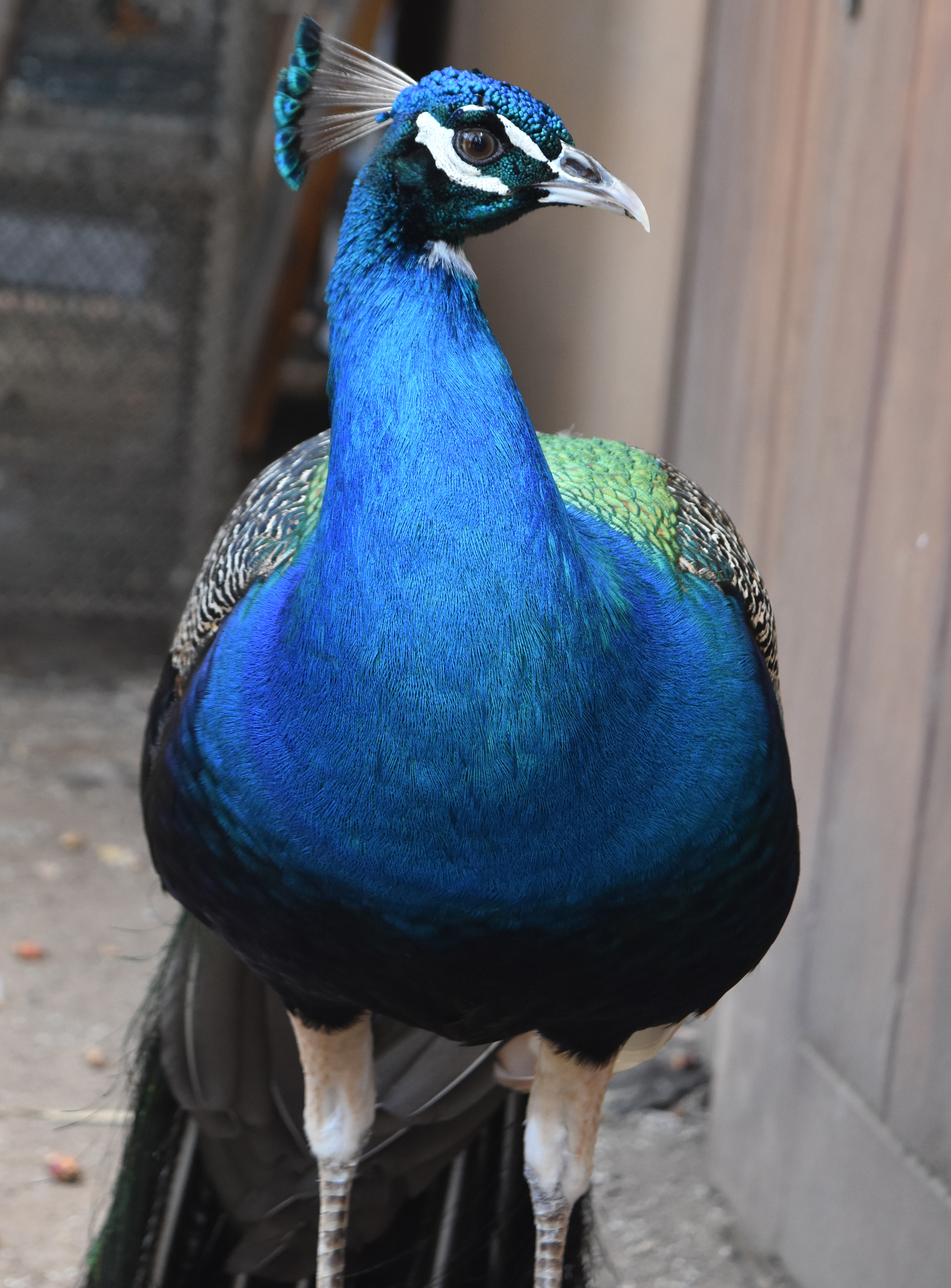 Peacock